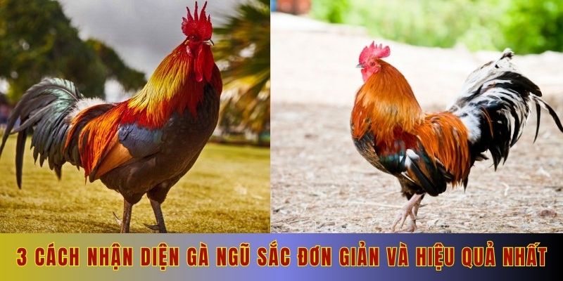 3 cách nhận diện gà ngũ sắc đơn giản và hiệu quả nhất